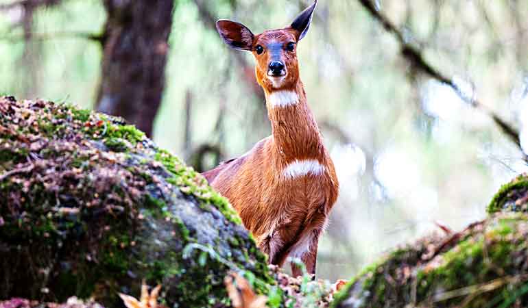 ANTILOPE JEROGLIFICO