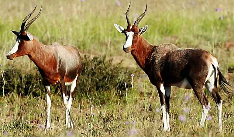 BLESBUCK