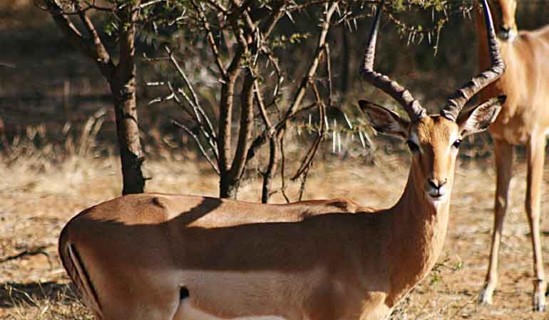 IMPALA