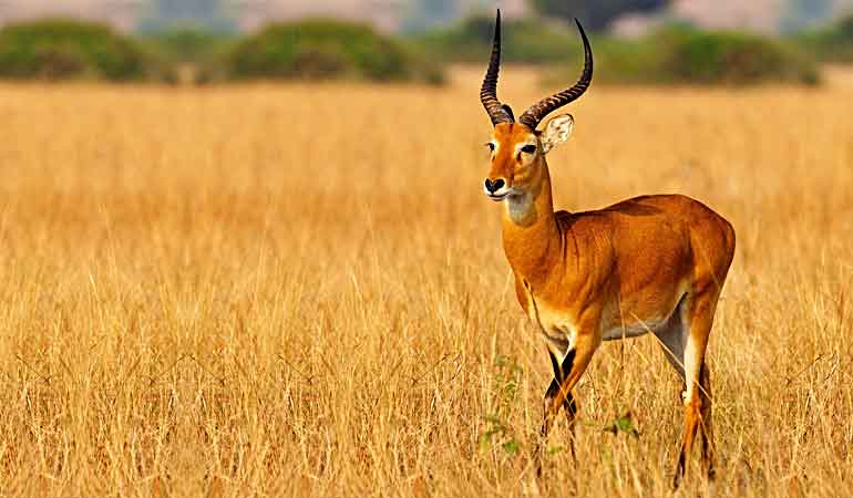 KOBO DE UGANDA