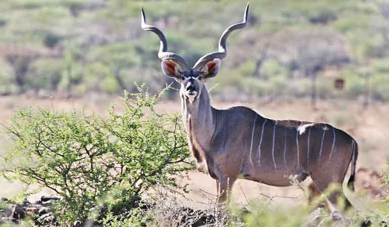 KUDU MAYOR