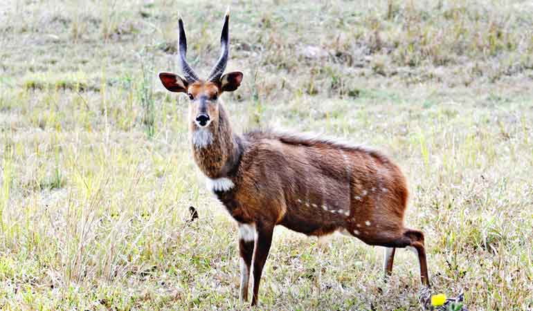 SITATUNGA