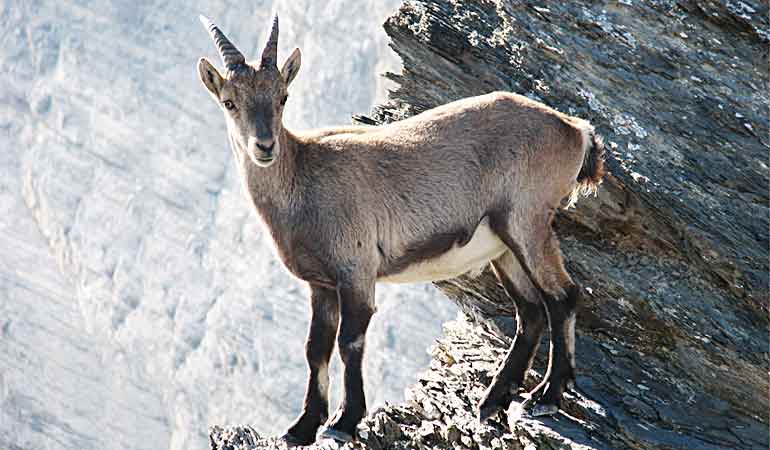 TAHR