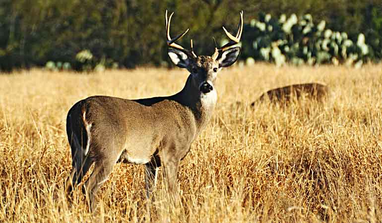 VENADO COLA BLANCA