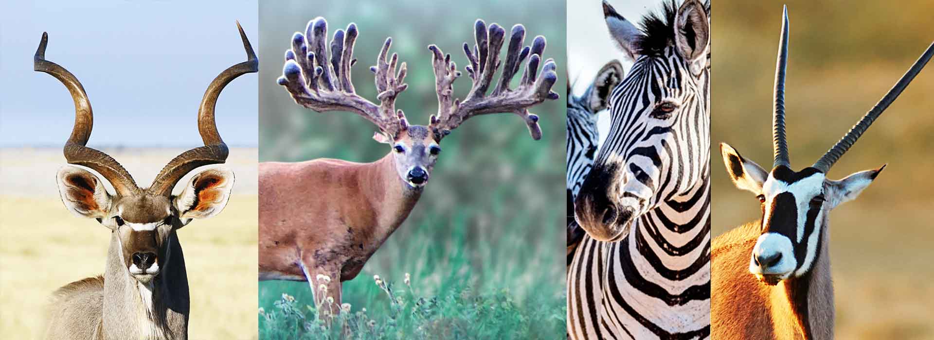 Venta de Fauna Ex&oacutetica y Nativa