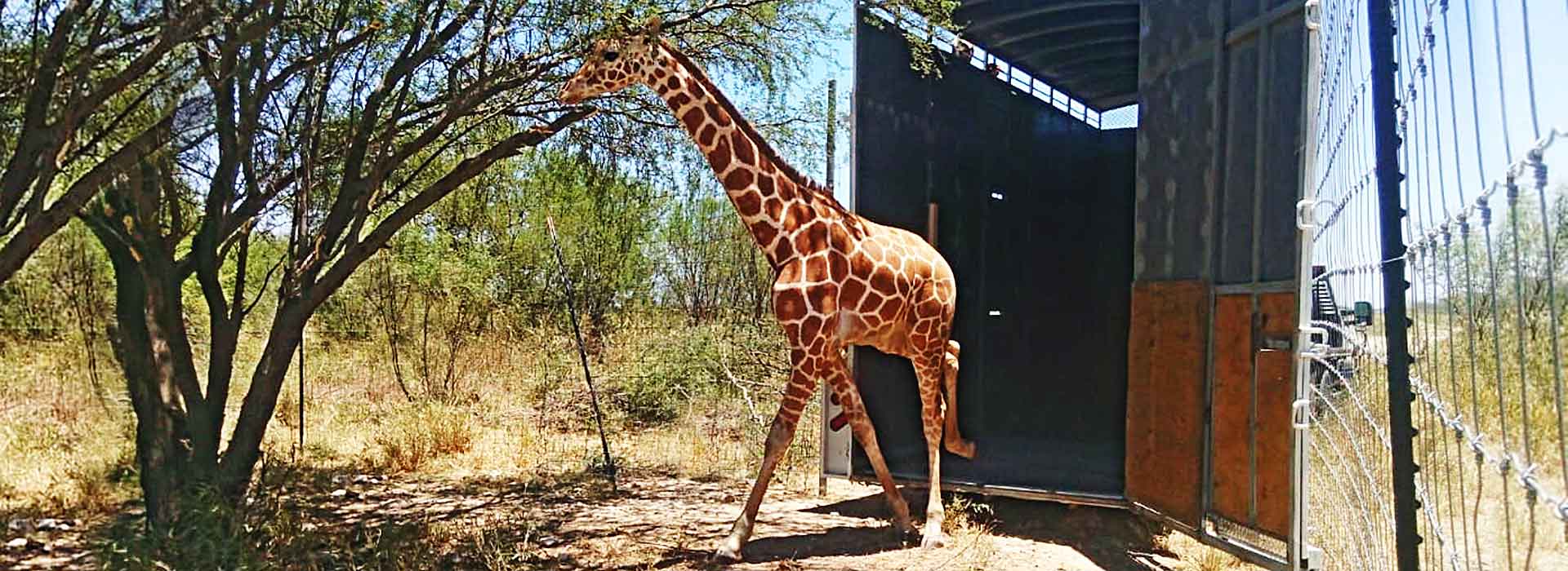 Transportaci&oacuten De animales vivos
